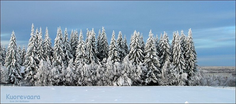 kuorevaara_metsa.jpg