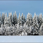 kuorevaara_metsa.jpg